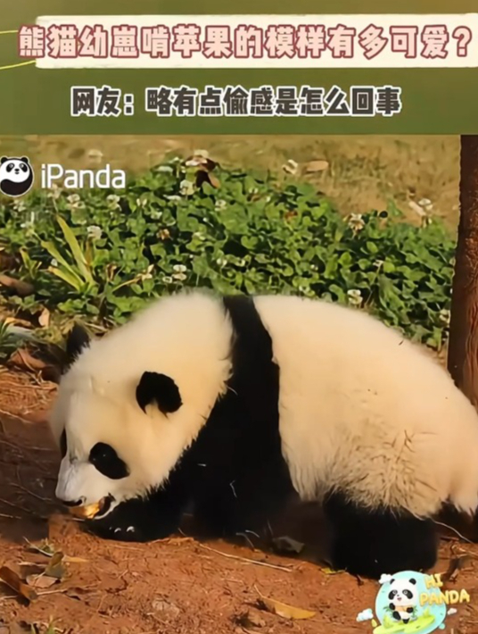 熊猫版小苹果歌曲小苹果歌曲视频-第2张图片-太平洋在线下载