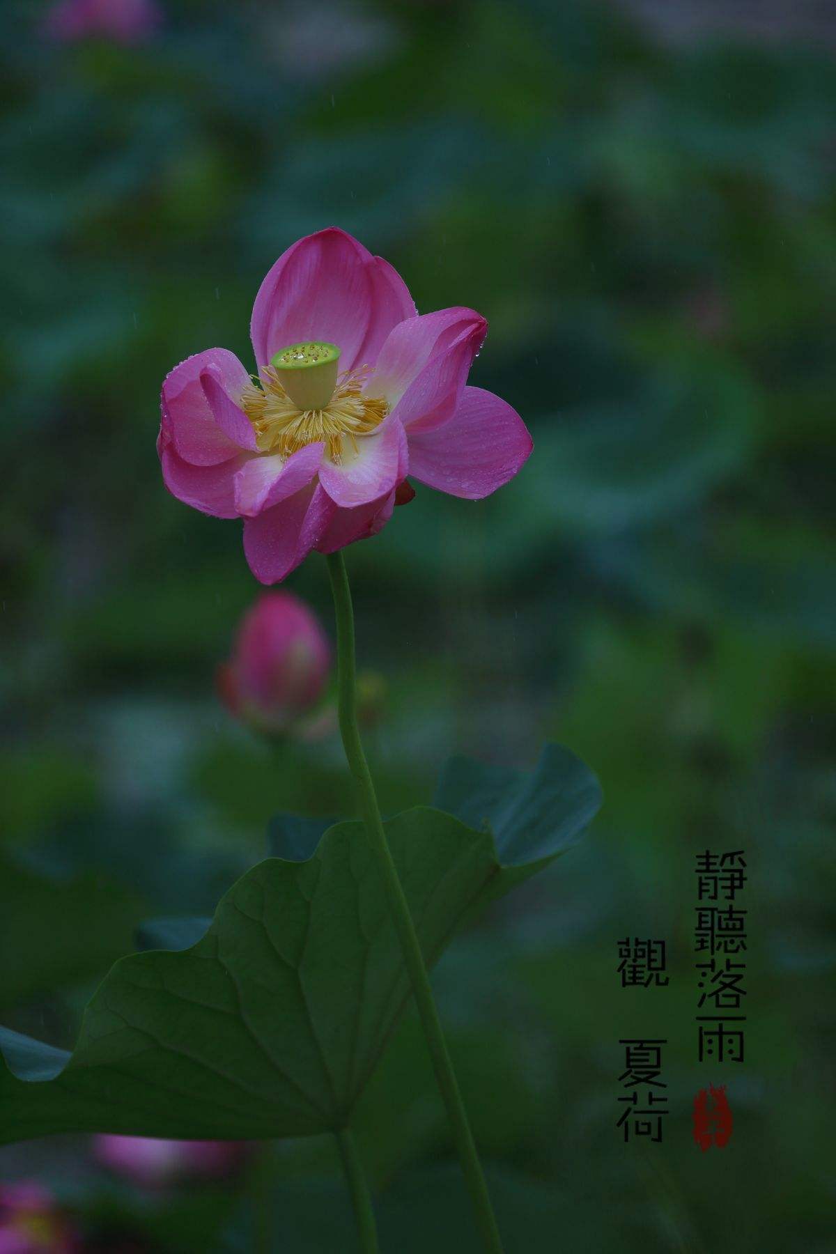 静听网手机安卓版懒人文本听书安卓版-第2张图片-太平洋在线下载